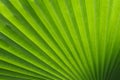 Green palm tree leaf Royalty Free Stock Photo