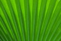 Green palm tree leaf Royalty Free Stock Photo