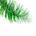 Green palm tree leaf Royalty Free Stock Photo