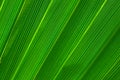 Green palm tree leaf background Royalty Free Stock Photo