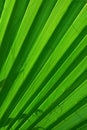 Green palm tree leaf background Royalty Free Stock Photo