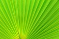 Green palm tree leaf Royalty Free Stock Photo