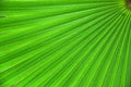 Green palm tree leaf background Royalty Free Stock Photo