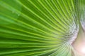 Green palm tree leaf background, close up, diagonal lines Royalty Free Stock Photo