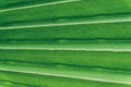 Green palm tree leaf background, close up, macro photography Royalty Free Stock Photo