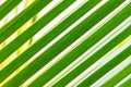 Green palm tree leaf background Royalty Free Stock Photo