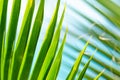 Green palm tree leaf background Royalty Free Stock Photo