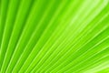 Green palm tree leaf closeup art background, tropical leaves texture, abstract natural blur plant backdrop, spring summer nature Royalty Free Stock Photo