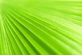 Green palm tree leaf closeup art background, tropical leaves texture, abstract natural blur plant backdrop, spring summer nature Royalty Free Stock Photo