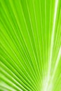 Green palm tree leaf closeup art background, tropical leaves texture, abstract natural blur plant backdrop, spring summer nature Royalty Free Stock Photo