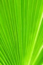 Green palm tree leaf closeup, tropical leaves texture macro, nature background, abstract blurred natural backdrop, plant, foliage Royalty Free Stock Photo