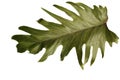 Palm tree leaf isolated on white background Royalty Free Stock Photo