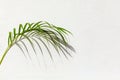 Green palm tree leaf shadow white texture wall, tropical leaves sunlight reflection background, plant branch shade backdrop Royalty Free Stock Photo