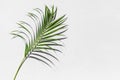 Green palm tree leaf shadow white texture wall, tropical leaves sunlight reflection background, plant branch shade backdrop Royalty Free Stock Photo
