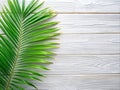 green palm tree leafs on a white background Royalty Free Stock Photo