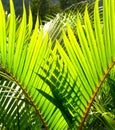 Green palm tree leave Royalty Free Stock Photo
