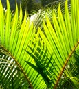 Green palm tree leave