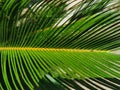 Green palm tree leave in close up Royalty Free Stock Photo