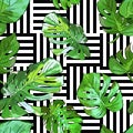 Green palm tree leaves on black and white geometric background. Vector summer seamless pattern. Royalty Free Stock Photo