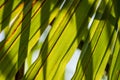 Green palm tree leaves macro backlit