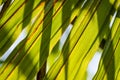 Green palm tree leaves macro backlit