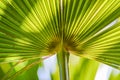 Green palm tree leaves macro backlit with shadows