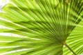 Green palm tree leaves macro backlit with shadows