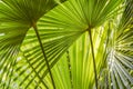 Green palm tree leaves macro backlit with shadows