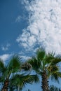 Green palm tree leaves shot from the bottom. Blue sky with white clouds behind the trees. Stunning beautiful image. Royalty Free Stock Photo