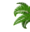 Green palm tree leaves on white Royalty Free Stock Photo