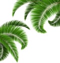 Green palm tree leaves on white Royalty Free Stock Photo