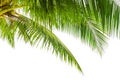 Green palm tree leaves white background isolated closeup, coconut palm leaf, palms branches, palm frond, exotic tropical foliage Royalty Free Stock Photo