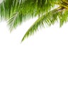 Green palm tree leaves white background isolated closeup, coconut palm leaf, palms branches, palm frond, exotic tropical foliage Royalty Free Stock Photo