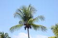 Green palm tree in Miami Beach with blue sky background Royalty Free Stock Photo