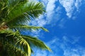 Green palm tree over blue sky Royalty Free Stock Photo