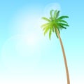 Green palm tree over blue sky vector Royalty Free Stock Photo