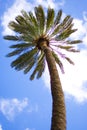 Green palm tree over cloudy sky Royalty Free Stock Photo