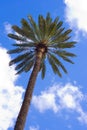 Green palm tree over cloudy sky