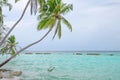 Green palm tree over water of the Indian Ocean a beautiful landscap