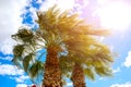 Green palm tree on perfect palm trees against a blue sky Royalty Free Stock Photo