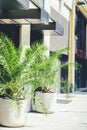 Pots with large palm trees stands at entrance to a private cafe. Design of exterior of building. Cycas revoluta Royalty Free Stock Photo