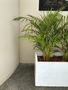 Green palm tree in a pot on the background of a concrete wall Royalty Free Stock Photo