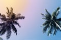 Green palm tree silhouette on sunset sky background. Coco palm vintage toned photo. Royalty Free Stock Photo