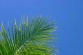 Green palm tree on sky background. Palm leaf ornament. Aqua blue toned photo
