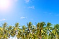 Green palm tree skyline on tropical island. Blue and sunny sky.