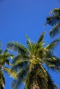 Green palm tree on sunny blue sky background. Tropical island nature. Coconut palm tree landscape Royalty Free Stock Photo