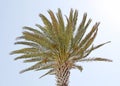 Green palm tree top Royalty Free Stock Photo