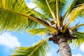 Green palm trees against the background of blue sky, close-up Royalty Free Stock Photo