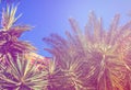 Green palm trees against the blue sky. Tourist mood, travel, paradise