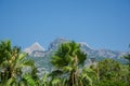 Green palm trees on a background of mountains Royalty Free Stock Photo